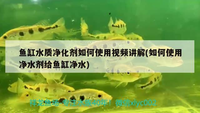 龍魚虎魚混養(yǎng)視頻教程全集（龍魚虎魚混養(yǎng)視頻教程全集免費(fèi)觀看）