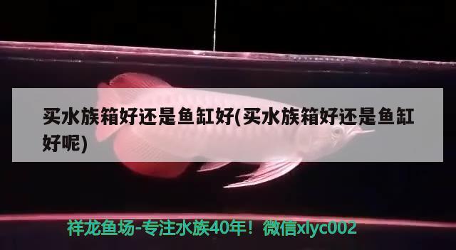 鸚鵡魚為什么晚上都在魚缸下面扎堆著：鸚鵡魚為什么晚上都在魚缸下面扎堆著睡覺