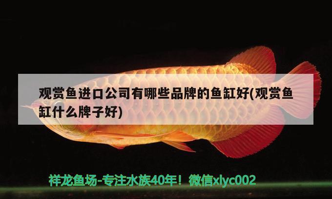 龍魚幼魚鴨嘴和龍魚混養(yǎng)嗎，龍魚與龍魚混養(yǎng)嗎，建議混養(yǎng)，龍魚幼魚與大型龍魚混養(yǎng)