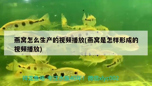 燕窩怎么生產(chǎn)的視頻播放(燕窩是怎樣形成的視頻播放) 馬來(lái)西亞燕窩