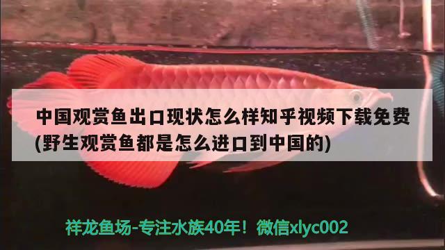 龍魚批發(fā)市場地址在哪里?。堲~批發(fā)市場地址在哪里啊最近） 廣州觀賞魚批發(fā)市場