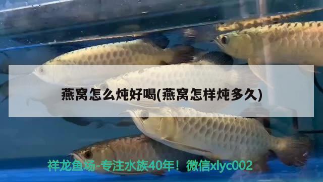 馬來西亞金龍魚出版社(金龍魚馬來西亞首富)