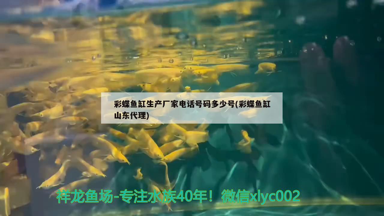 彩蝶魚缸生產(chǎn)廠家電話號碼多少號(彩蝶魚缸山東代理)