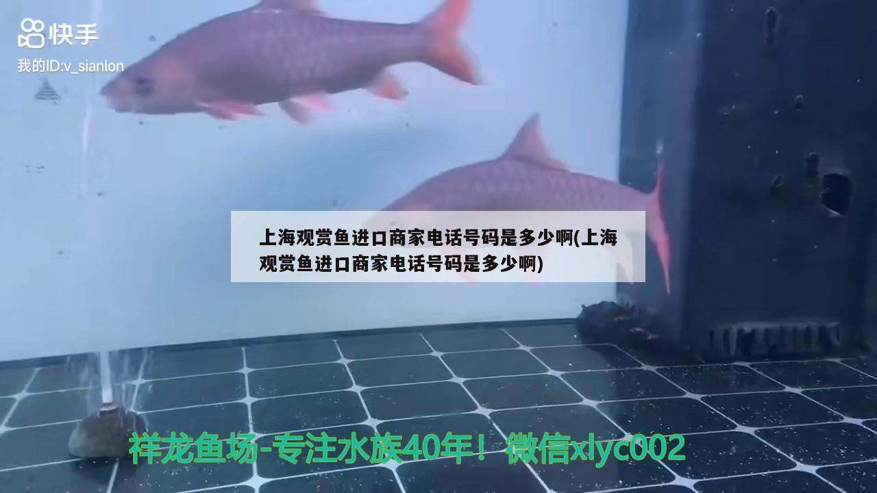 上海觀賞魚進(jìn)口商家電話號碼是多少啊(上海觀賞魚進(jìn)口商家電話號碼是多少啊) 觀賞魚進(jìn)出口 第2張