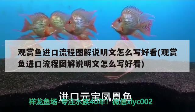 觀賞魚進(jìn)口流程圖解說明文怎么寫好看(觀賞魚進(jìn)口流程圖解說明文怎么寫好看) 觀賞魚進(jìn)出口