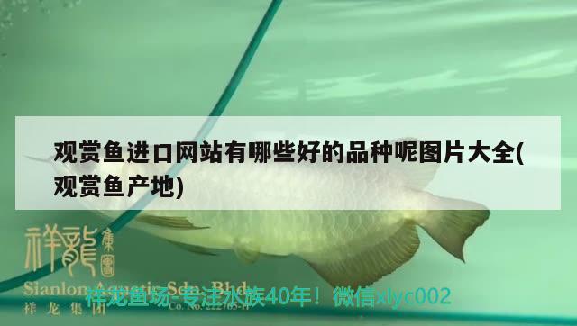 錦州魚(yú)缸批發(fā)市場(chǎng)地址 祥龍魚(yú)場(chǎng) 第3張