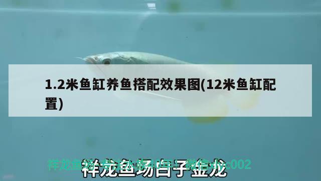 1.2米魚缸養(yǎng)魚搭配效果圖(12米魚缸配置)