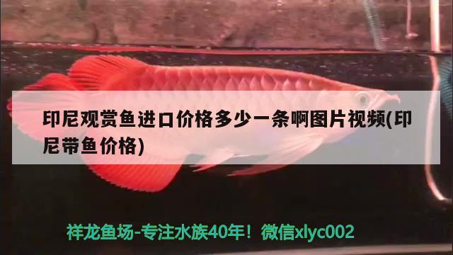 魚缸過濾器多少錢一套和養(yǎng)魚過濾器多少錢一套，魚缸的過濾器多少錢一套 成吉思汗鯊（球鯊）魚 第1張