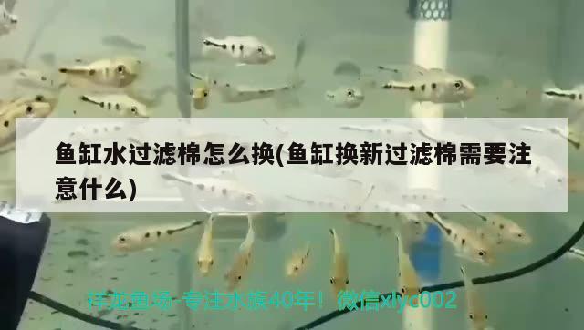 魚缸水過濾棉怎么換(魚缸換新過濾棉需要注意什么) 龍魚批發(fā) 第2張