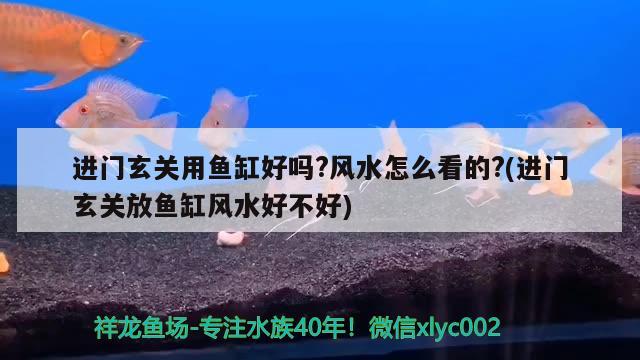 大神們——幫幫我吧看看我的虎魚怎么治啊 虎魚百科 第1張