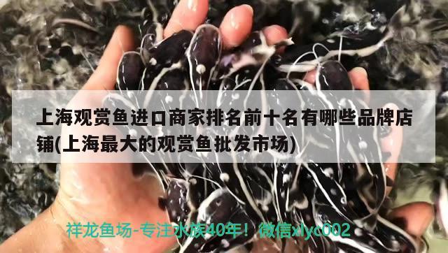 上海觀賞魚進口商家排名前十名有哪些品牌店鋪(上海最大的觀賞魚批發(fā)市場)