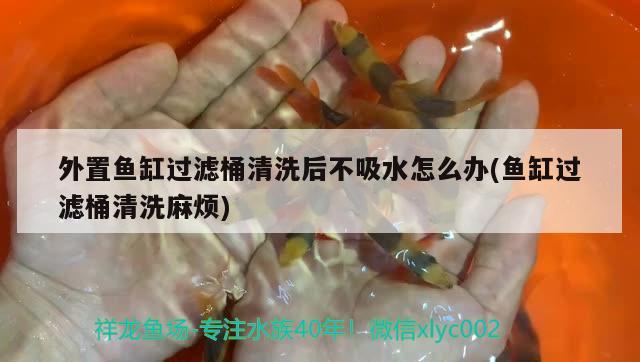 外置魚缸過濾桶清洗后不吸水怎么辦(魚缸過濾桶清洗麻煩) 細(xì)線銀板魚苗