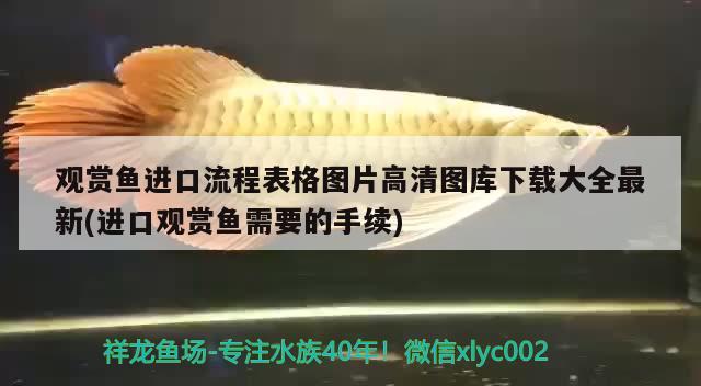 觀賞魚進口流程表格圖片高清圖庫下載大全最新(進口觀賞魚需要的手續(xù)) 觀賞魚進出口