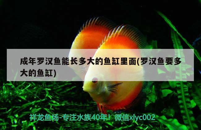 成年羅漢魚能長(zhǎng)多大的魚缸里面(羅漢魚要多大的魚缸) 羅漢魚