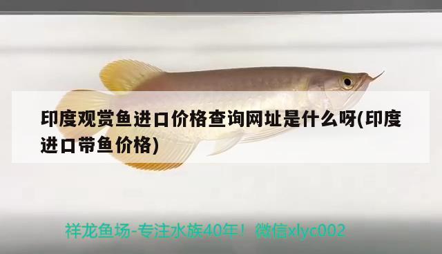 印度觀賞魚進(jìn)口價格查詢網(wǎng)址是什么呀(印度進(jìn)口帶魚價格) 觀賞魚進(jìn)出口