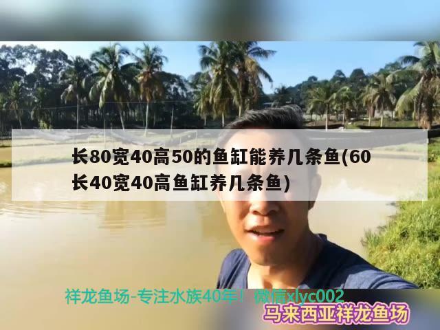 長(zhǎng)80寬40高50的魚(yú)缸能養(yǎng)幾條魚(yú)(60長(zhǎng)40寬40高魚(yú)缸養(yǎng)幾條魚(yú))