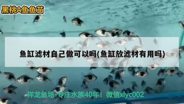 魚缸濾材自己做可以嗎(魚缸放濾材有用嗎) 斑馬鴨嘴魚