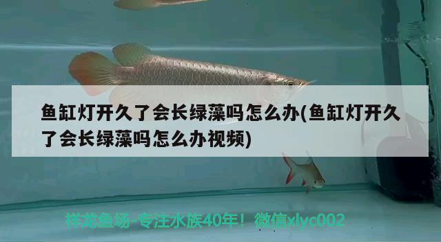 埃及神仙魚(埃及神仙魚怎么養(yǎng)) 埃及神仙魚 第2張