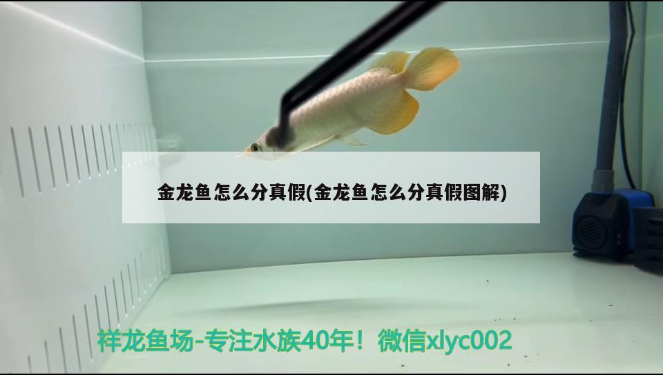 金龍魚怎么分真假(金龍魚怎么分真假圖解)