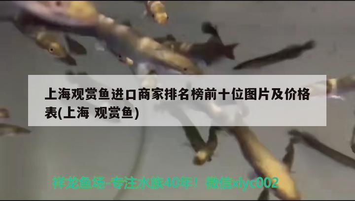 上海觀賞魚進口商家排名榜前十位圖片及價格表(上海觀賞魚) 觀賞魚進出口