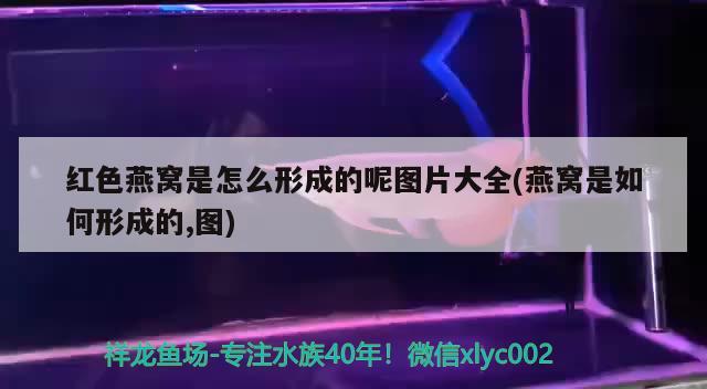 秘魯漁場(chǎng)在哪個(gè)位置：秘魯漁場(chǎng)在哪兒 廣州水族批發(fā)市場(chǎng) 第2張