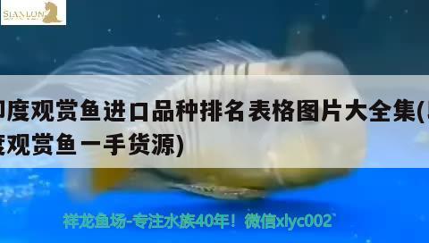 印度觀賞魚進(jìn)口品種排名表格圖片大全集(印度觀賞魚一手貨源) 觀賞魚進(jìn)出口