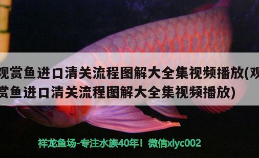 水鎮(zhèn)宅魚(yú)是財(cái)有水有魚(yú)財(cái)自來(lái)