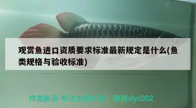 觀賞魚進口資質要求標準最新規(guī)定是什么(魚類規(guī)格與驗收標準) 觀賞魚進出口