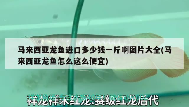 馬來西亞龍魚進(jìn)口多少錢一斤啊圖片大全(馬來西亞龍魚怎么這么便宜) 觀賞魚進(jìn)出口