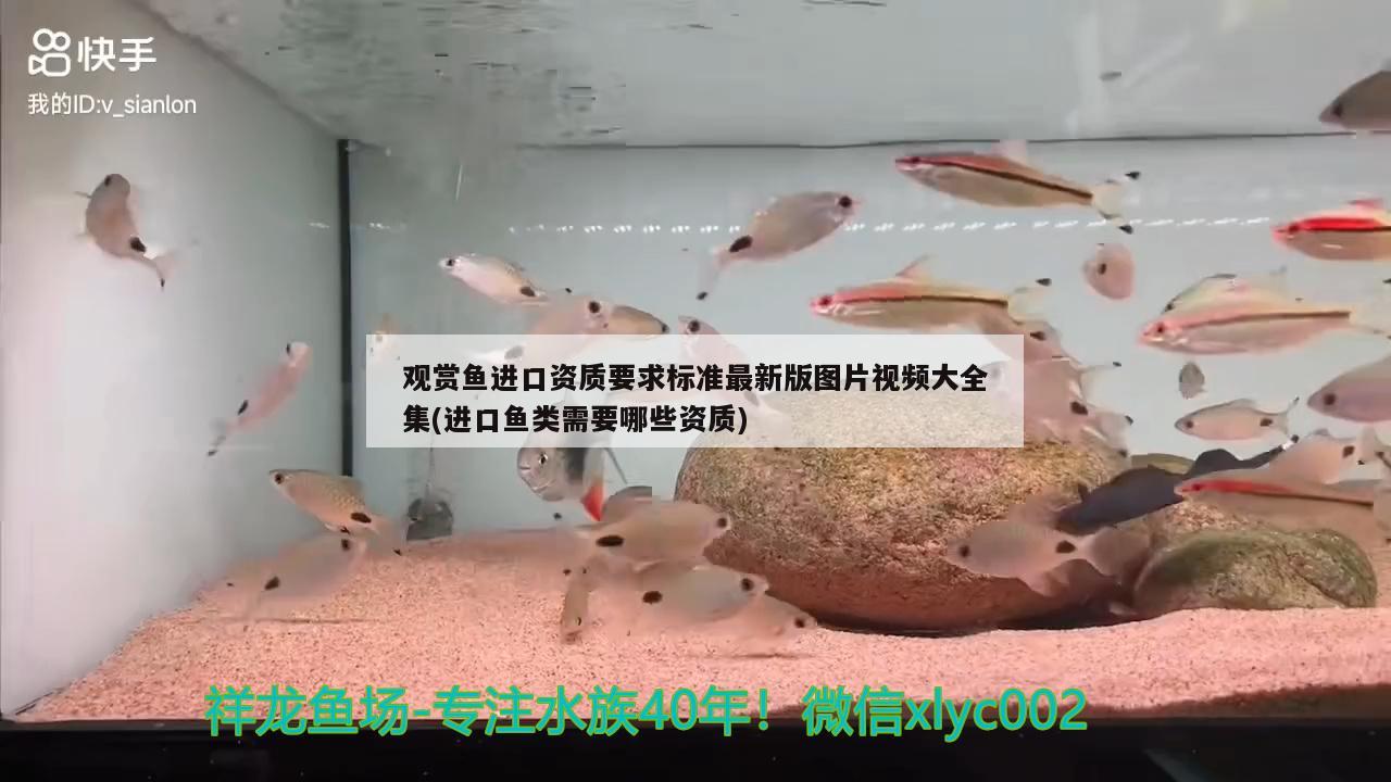 觀賞魚進(jìn)口資質(zhì)要求標(biāo)準(zhǔn)最新版圖片視頻大全集(進(jìn)口魚類需要哪些資質(zhì))