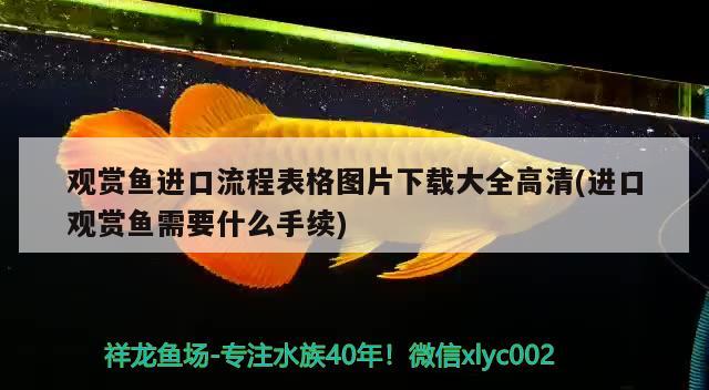 觀賞魚進口流程表格圖片下載大全高清(進口觀賞魚需要什么手續(xù)) 觀賞魚進出口