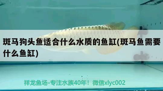 斑馬狗頭魚(yú)適合什么水質(zhì)的魚(yú)缸(斑馬魚(yú)需要什么魚(yú)缸)