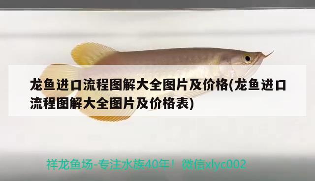 龍魚進口流程圖解大全圖片及價格(龍魚進口流程圖解大全圖片及價格表) 觀賞魚進出口