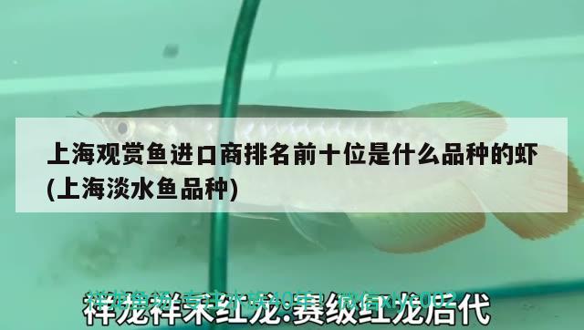 上海觀賞魚(yú)進(jìn)口商排名前十位是什么品種的蝦(上海淡水魚(yú)品種)