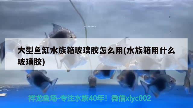 大型魚缸水族箱玻璃膠怎么用(水族箱用什么玻璃膠)