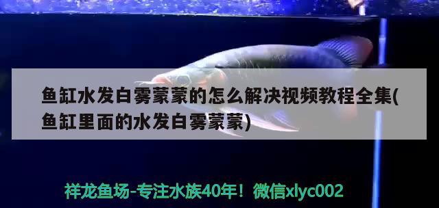 魚缸水發(fā)白霧蒙蒙的怎么解決視頻教程全集(魚缸里面的水發(fā)白霧蒙蒙) 泰國(guó)虎魚