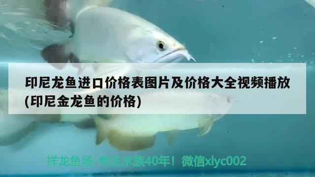 印尼龍魚進口價格表圖片及價格大全視頻播放(印尼金龍魚的價格) 觀賞魚進出口