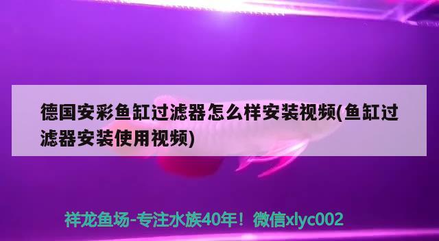 德國安彩魚缸過濾器怎么樣安裝視頻(魚缸過濾器安裝使用視頻) 虎紋銀版魚