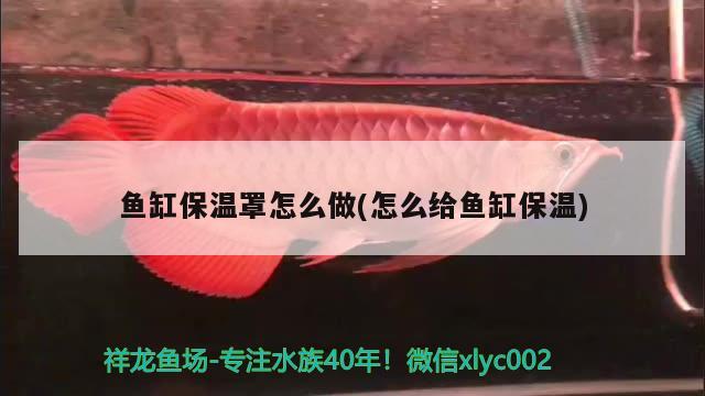 魚缸保溫罩怎么做(怎么給魚缸保溫) 細(xì)線銀板魚苗 第2張