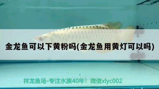 金龍魚可以下黃粉嗎(金龍魚用黃燈可以嗎)