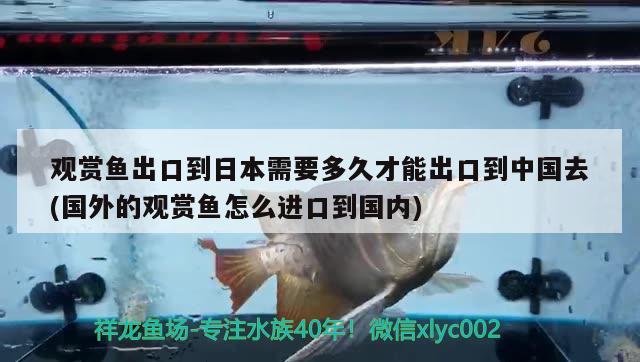 觀賞魚(yú)出口到日本需要多久才能出口到中國(guó)去(國(guó)外的觀賞魚(yú)怎么進(jìn)口到國(guó)內(nèi)) 觀賞魚(yú)進(jìn)出口