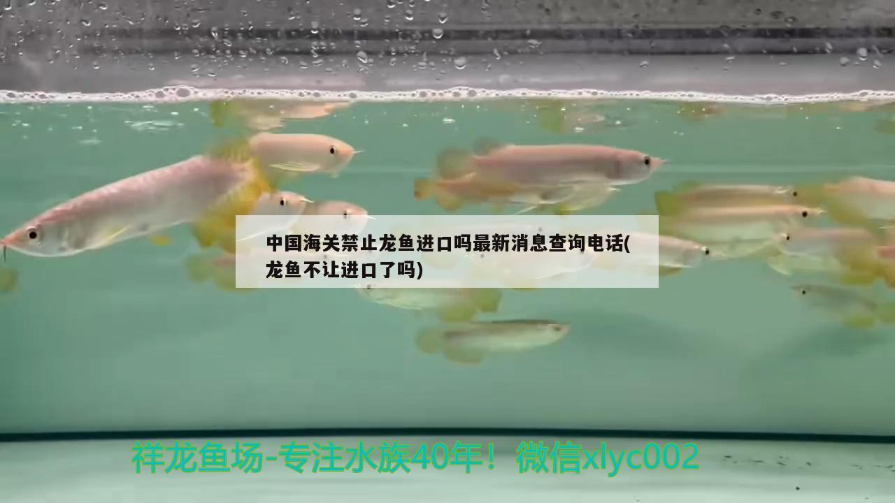 中國海關(guān)禁止龍魚進(jìn)口嗎最新消息查詢電話(龍魚不讓進(jìn)口了嗎)