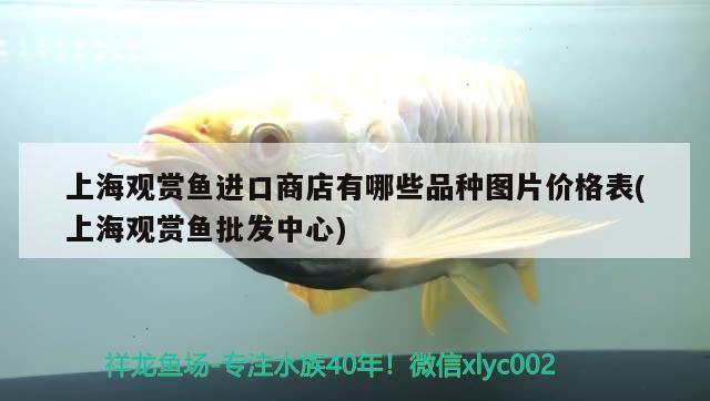 上海觀賞魚進口商店有哪些品種圖片價格表(上海觀賞魚批發(fā)中心) 觀賞魚進出口