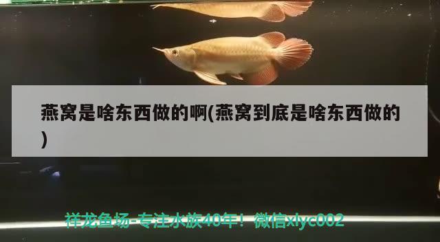 燕窩是啥東西做的啊(燕窩到底是啥東西做的)