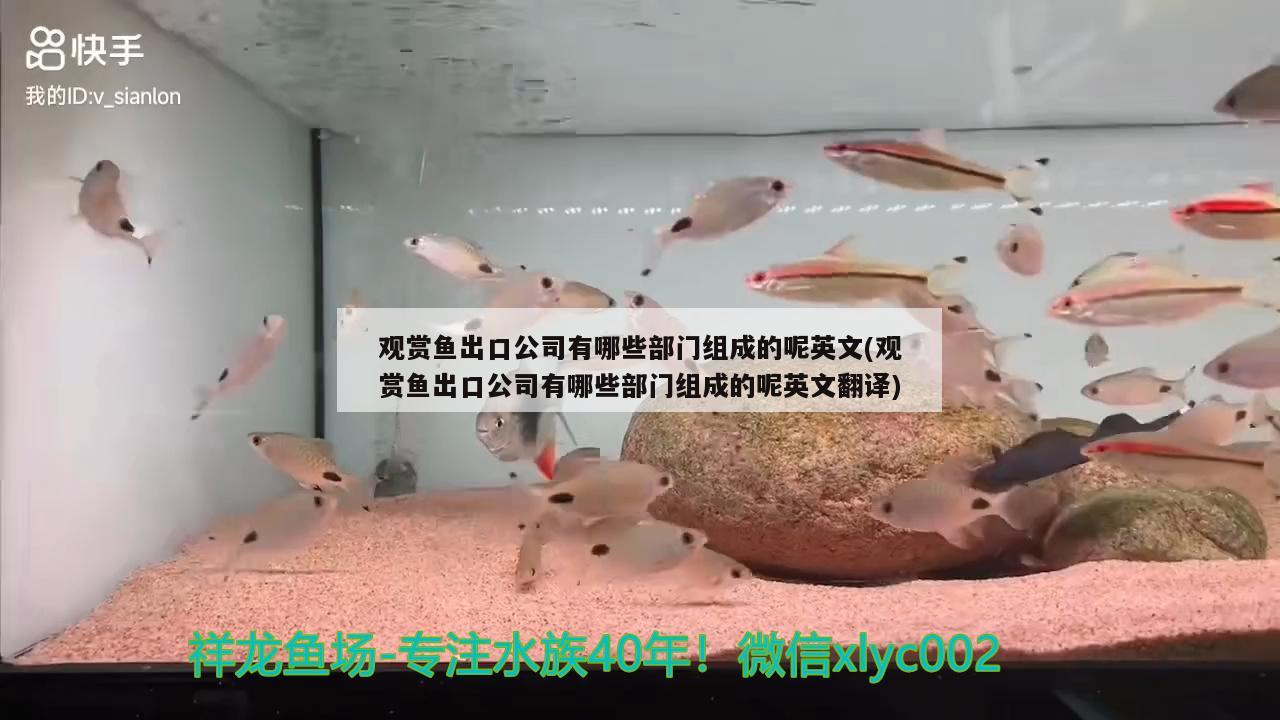 觀賞魚出口公司有哪些部門組成的呢英文(觀賞魚出口公司有哪些部門組成的呢英文翻譯) 觀賞魚進(jìn)出口