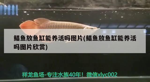 鯧魚放魚缸能養(yǎng)活嗎圖片(鯧魚放魚缸能養(yǎng)活嗎圖片欣賞) 鴨嘴鯊魚