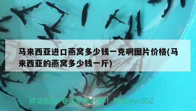 馬來西亞進口燕窩多少錢一克啊圖片價格(馬來西亞的燕窩多少錢一斤) 馬來西亞燕窩 第2張