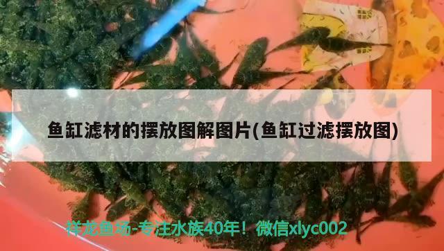 魚缸濾材的擺放圖解圖片(魚缸過濾擺放圖) 虎魚魚苗