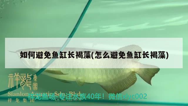 如何避免魚缸長褐藻(怎么避免魚缸長褐藻) 祥龍魚場(chǎng)其他產(chǎn)品