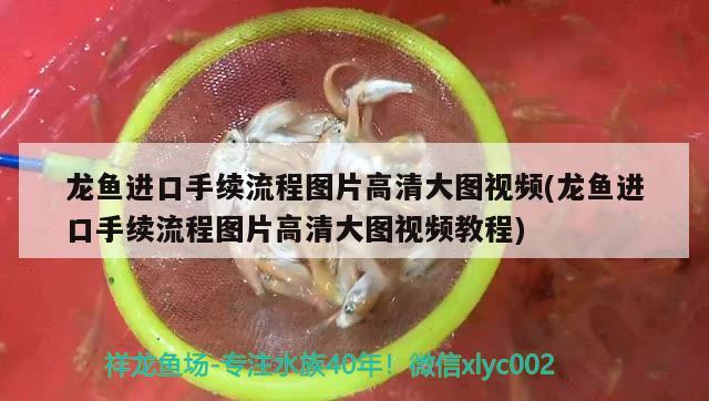 龍魚進口手續(xù)流程圖片高清大圖視頻(龍魚進口手續(xù)流程圖片高清大圖視頻教程) 觀賞魚進出口